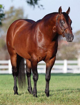 CONQUISTADOR WHIZ