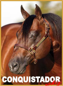 CONQUISTADOR WHIZ