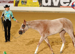 NSBA & DQHA QUARTER HORSE FUTURITY & MATURITY 2013